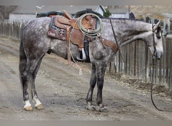 American Quarter Horse, Wallach, 9 Jahre, 155 cm, Apfelschimmel