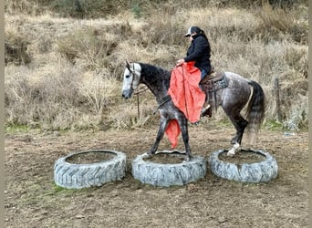 American Quarter Horse, Wallach, 9 Jahre, 155 cm, Apfelschimmel
