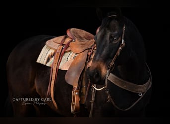 American Quarter Horse, Wallach, 9 Jahre, 155 cm, Brauner
