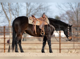 American Quarter Horse, Wallach, 9 Jahre, 155 cm, Brauner