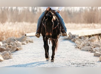 American Quarter Horse, Wallach, 9 Jahre, 155 cm, Brauner