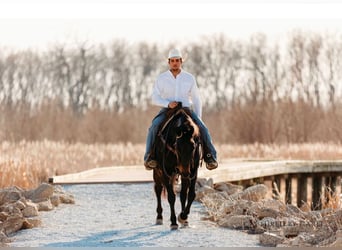 American Quarter Horse, Wallach, 9 Jahre, 155 cm, Brauner