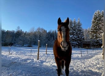 American Quarter Horse, Wallach, 9 Jahre, 155 cm, Brauner