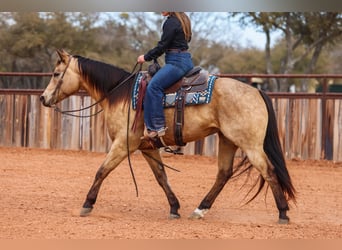 American Quarter Horse, Wallach, 9 Jahre, 155 cm, Buckskin