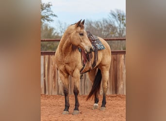 American Quarter Horse, Wallach, 9 Jahre, 155 cm, Buckskin