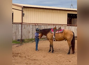 American Quarter Horse, Wallach, 9 Jahre, 155 cm, Buckskin