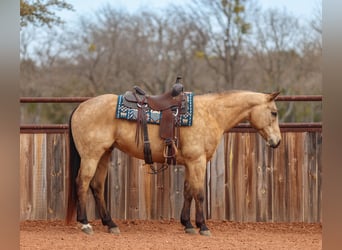 American Quarter Horse, Wallach, 9 Jahre, 155 cm, Buckskin