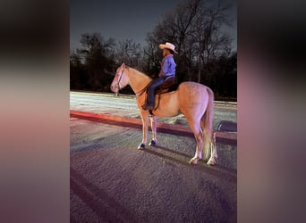 American Quarter Horse, Wallach, 9 Jahre, 155 cm, Cremello