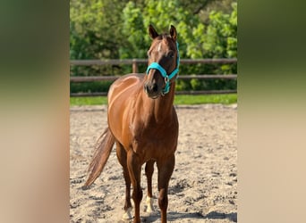 American Quarter Horse, Wallach, 9 Jahre, 155 cm, Dunkelfuchs