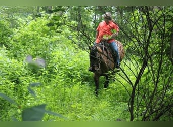 American Quarter Horse, Wallach, 9 Jahre, 155 cm, Falbe