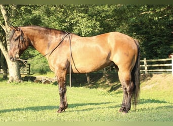 American Quarter Horse, Wallach, 9 Jahre, 155 cm, Falbe