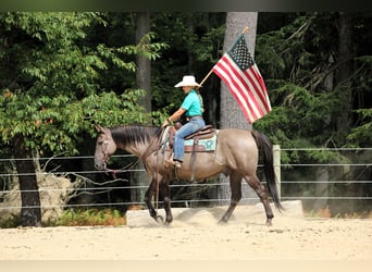 American Quarter Horse, Wallach, 9 Jahre, 155 cm, Grullo