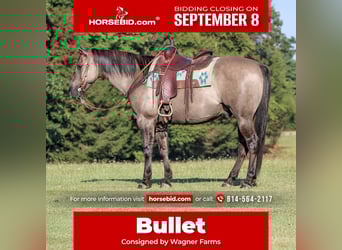 American Quarter Horse, Wallach, 9 Jahre, 155 cm, Grullo