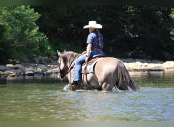 American Quarter Horse, Wallach, 9 Jahre, 155 cm, Grullo