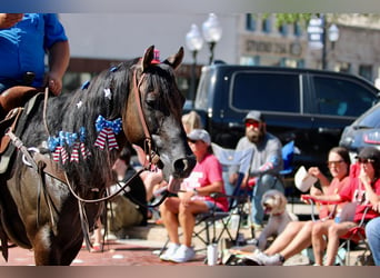 American Quarter Horse, Wallach, 9 Jahre, 155 cm, Grullo