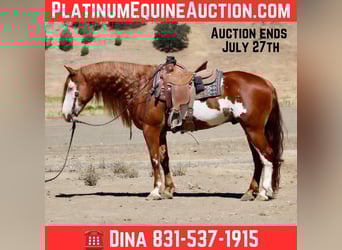 American Quarter Horse, Wallach, 9 Jahre, 155 cm, Overo-alle-Farben