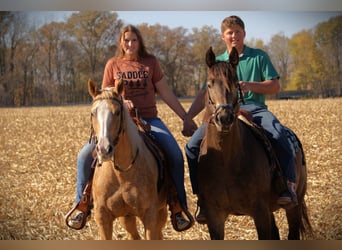 American Quarter Horse, Wallach, 9 Jahre, 155 cm, Palomino