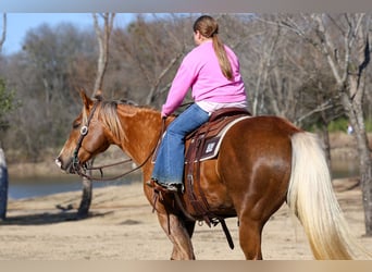 American Quarter Horse, Wallach, 9 Jahre, 155 cm, Palomino