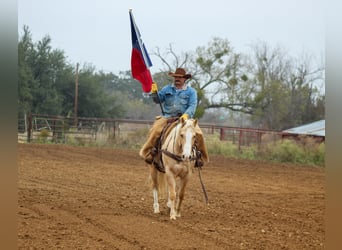 American Quarter Horse, Wallach, 9 Jahre, 155 cm, Palomino