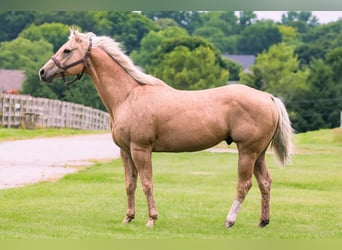 American Quarter Horse, Wallach, 9 Jahre, 155 cm, Palomino