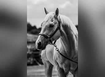American Quarter Horse, Wallach, 9 Jahre, 155 cm, Palomino