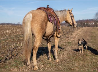 American Quarter Horse, Wallach, 9 Jahre, 155 cm, Palomino