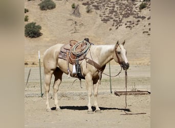 American Quarter Horse, Wallach, 9 Jahre, 155 cm, Palomino