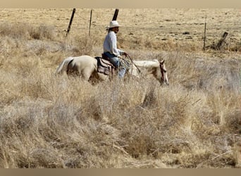 American Quarter Horse, Wallach, 9 Jahre, 155 cm, Palomino