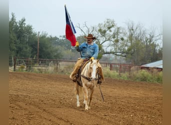 American Quarter Horse, Wallach, 9 Jahre, 155 cm, Palomino