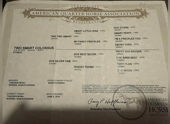 American Quarter Horse, Wallach, 9 Jahre, 155 cm, Palomino