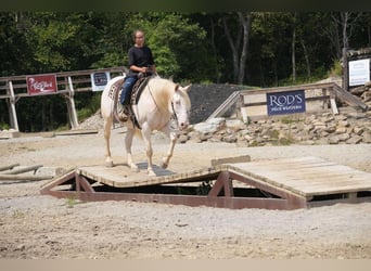 American Quarter Horse, Wallach, 9 Jahre, 155 cm, Perlino