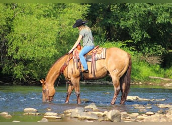 American Quarter Horse, Wallach, 9 Jahre, 155 cm, Red Dun