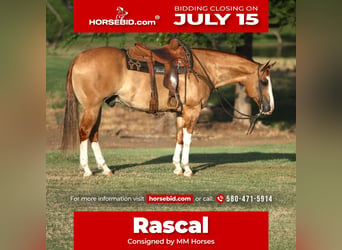 American Quarter Horse, Wallach, 9 Jahre, 155 cm, Red Dun