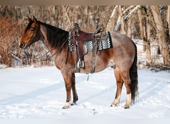 American Quarter Horse, Wallach, 9 Jahre, 155 cm, Roan-Bay