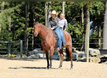 American Quarter Horse, Wallach, 9 Jahre, 155 cm, Roan-Bay
