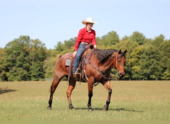 American Quarter Horse, Wallach, 9 Jahre, 155 cm, Roan-Bay