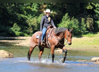 American Quarter Horse, Wallach, 9 Jahre, 155 cm, Roan-Bay