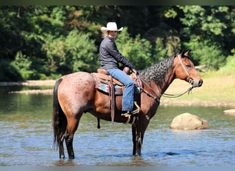 American Quarter Horse, Wallach, 9 Jahre, 155 cm, Roan-Bay