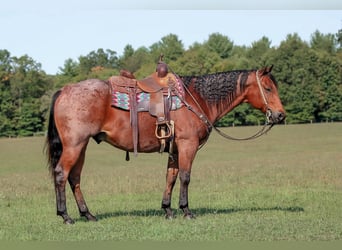 American Quarter Horse, Wallach, 9 Jahre, 155 cm, Roan-Bay