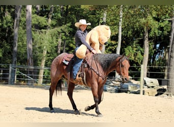 American Quarter Horse, Wallach, 9 Jahre, 155 cm, Roan-Bay