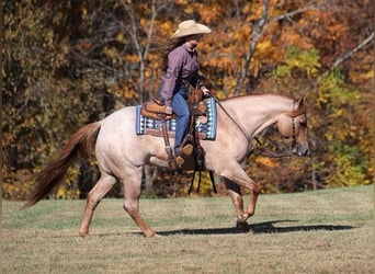 American Quarter Horse, Wallach, 9 Jahre, 155 cm, Roan-Red