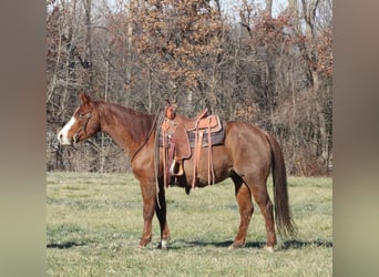 American Quarter Horse, Wallach, 9 Jahre, 155 cm, Roan-Red