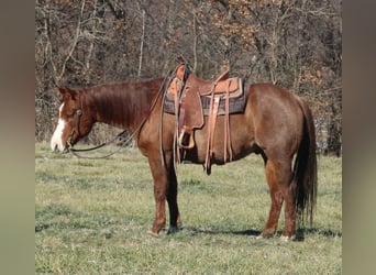 American Quarter Horse, Wallach, 9 Jahre, 155 cm, Roan-Red