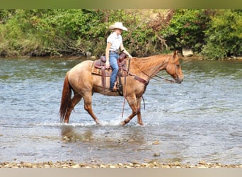 American Quarter Horse, Wallach, 9 Jahre, 155 cm, Roan-Red