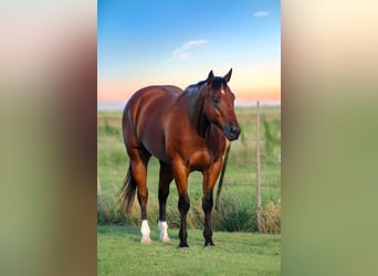 American Quarter Horse, Wallach, 9 Jahre, 155 cm, Rotbrauner