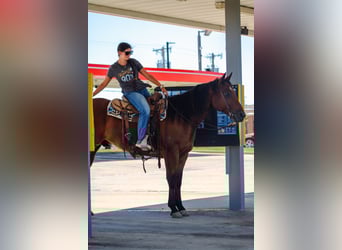 American Quarter Horse, Wallach, 9 Jahre, 155 cm, Rotbrauner