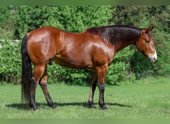 American Quarter Horse, Wallach, 9 Jahre, 155 cm, Rotbrauner