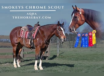 American Quarter Horse, Wallach, 9 Jahre, 155 cm, Rotbrauner