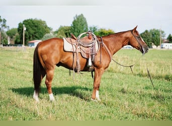 American Quarter Horse, Wallach, 9 Jahre, 155 cm, Rotfuchs