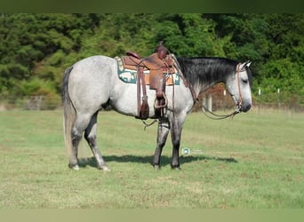 American Quarter Horse, Wallach, 9 Jahre, 155 cm, Schimmel